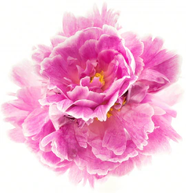 Feature Pink Flower