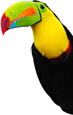Toucan Extended